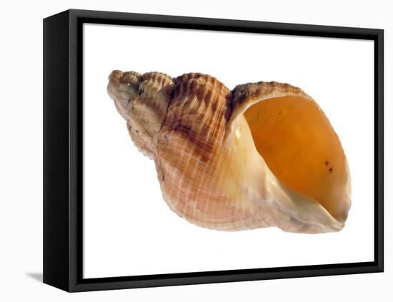 Common Whelk Shell Showing Aperture, Normandy, France-Philippe Clement-Framed Premier Image Canvas