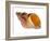 Common Whelk Shell Showing Aperture, Normandy, France-Philippe Clement-Framed Photographic Print