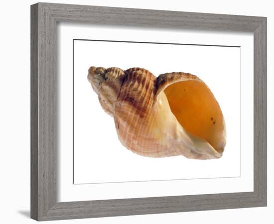 Common Whelk Shell Showing Aperture, Normandy, France-Philippe Clement-Framed Photographic Print