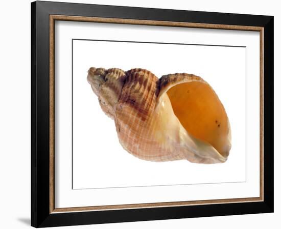 Common Whelk Shell Showing Aperture, Normandy, France-Philippe Clement-Framed Photographic Print