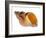 Common Whelk Shell Showing Aperture, Normandy, France-Philippe Clement-Framed Photographic Print