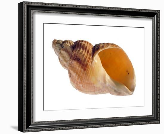 Common Whelk Shell Showing Aperture, Normandy, France-Philippe Clement-Framed Photographic Print