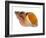 Common Whelk Shell Showing Aperture, Normandy, France-Philippe Clement-Framed Photographic Print