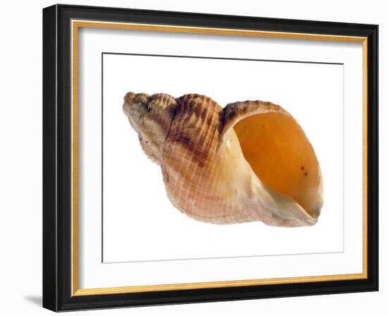 Common Whelk Shell Showing Aperture, Normandy, France-Philippe Clement-Framed Photographic Print