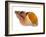 Common Whelk Shell Showing Aperture, Normandy, France-Philippe Clement-Framed Photographic Print