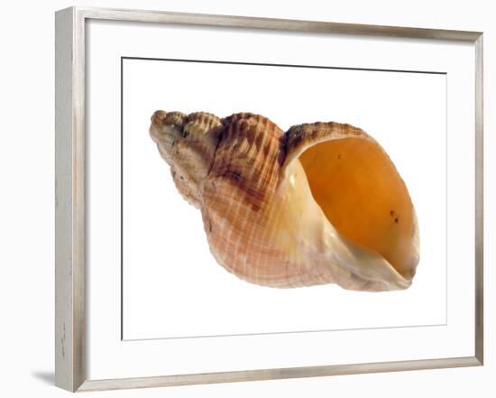 Common Whelk Shell Showing Aperture, Normandy, France-Philippe Clement-Framed Photographic Print