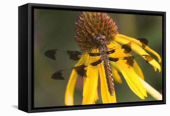 Common Whitetail Female on Yellow Coneflower in Garden Marion Co. Il-Richard ans Susan Day-Framed Premier Image Canvas