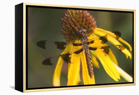 Common Whitetail Female on Yellow Coneflower in Garden Marion Co. Il-Richard ans Susan Day-Framed Premier Image Canvas