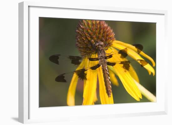 Common Whitetail Female on Yellow Coneflower in Garden Marion Co. Il-Richard ans Susan Day-Framed Photographic Print