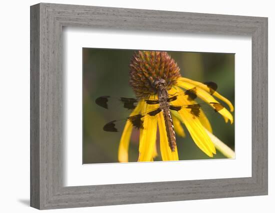 Common Whitetail Female on Yellow Coneflower in Garden Marion Co. Il-Richard ans Susan Day-Framed Photographic Print