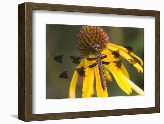 Common Whitetail Female on Yellow Coneflower in Garden Marion Co. Il-Richard ans Susan Day-Framed Photographic Print