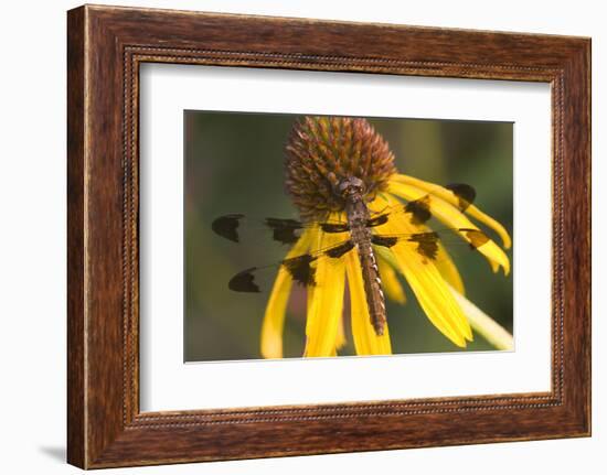 Common Whitetail Female on Yellow Coneflower in Garden Marion Co. Il-Richard ans Susan Day-Framed Photographic Print