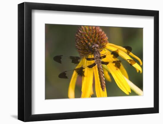 Common Whitetail Female on Yellow Coneflower in Garden Marion Co. Il-Richard ans Susan Day-Framed Photographic Print