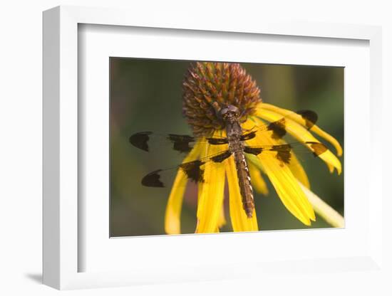 Common Whitetail Female on Yellow Coneflower in Garden Marion Co. Il-Richard ans Susan Day-Framed Photographic Print