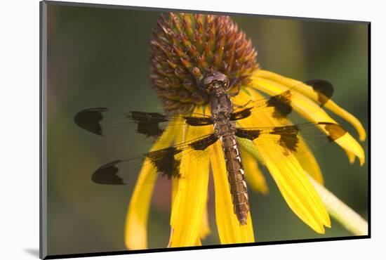 Common Whitetail Female on Yellow Coneflower in Garden Marion Co. Il-Richard ans Susan Day-Mounted Photographic Print