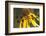 Common Whitetail Female on Yellow Coneflower in Garden Marion Co. Il-Richard ans Susan Day-Framed Photographic Print