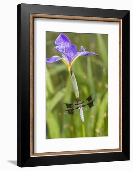 Common Whitetail Male on Blue Flag Iris in Wetland Marion Co. Il-Richard ans Susan Day-Framed Photographic Print