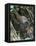 Common Whitethroat-CM Dixon-Framed Premier Image Canvas