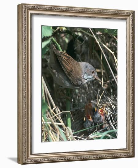 Common Whitethroat-CM Dixon-Framed Photographic Print