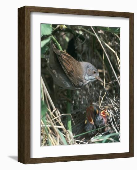 Common Whitethroat-CM Dixon-Framed Photographic Print