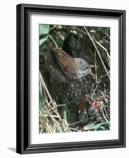 Common Whitethroat-CM Dixon-Framed Photographic Print