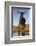 Common wildebeest (Connochaetes taurinus) at water, Zimanga game reserve, KwaZulu-Natal-Ann and Steve Toon-Framed Photographic Print