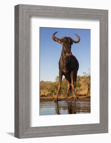 Common wildebeest (Connochaetes taurinus) at water, Zimanga game reserve, KwaZulu-Natal-Ann and Steve Toon-Framed Photographic Print