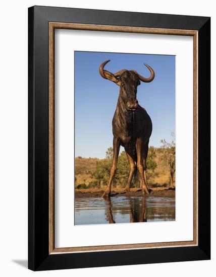 Common wildebeest (Connochaetes taurinus) at water, Zimanga game reserve, KwaZulu-Natal-Ann and Steve Toon-Framed Photographic Print