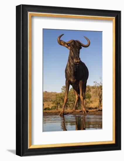 Common wildebeest (Connochaetes taurinus) at water, Zimanga game reserve, KwaZulu-Natal-Ann and Steve Toon-Framed Photographic Print