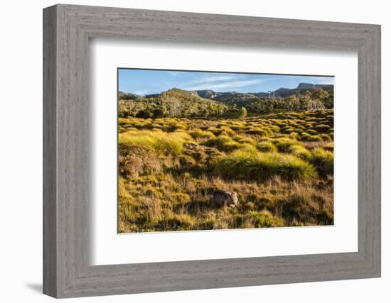 Common Wombat, Cradle Mountain-Lake St. Clair National Park, Tasmania-Mark A Johnson-Framed Photographic Print