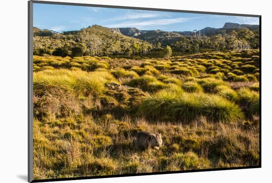 Common Wombat, Cradle Mountain-Lake St. Clair National Park, Tasmania-Mark A Johnson-Mounted Photographic Print