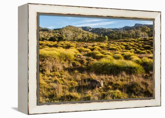 Common Wombat, Cradle Mountain-Lake St. Clair National Park, Tasmania-Mark A Johnson-Framed Premier Image Canvas