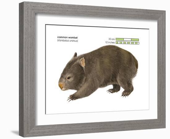 Common Wombat Phascolomis, or Vombatus Ursinus-Encyclopaedia Britannica-Framed Art Print