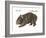 Common Wombat Phascolomis, or Vombatus Ursinus-Encyclopaedia Britannica-Framed Art Print