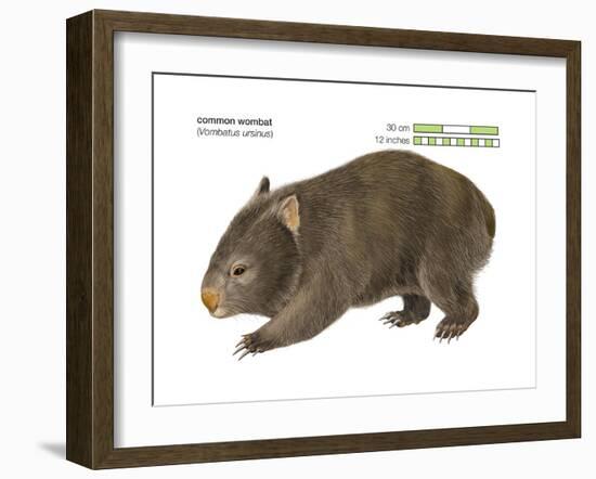 Common Wombat Phascolomis, or Vombatus Ursinus-Encyclopaedia Britannica-Framed Art Print