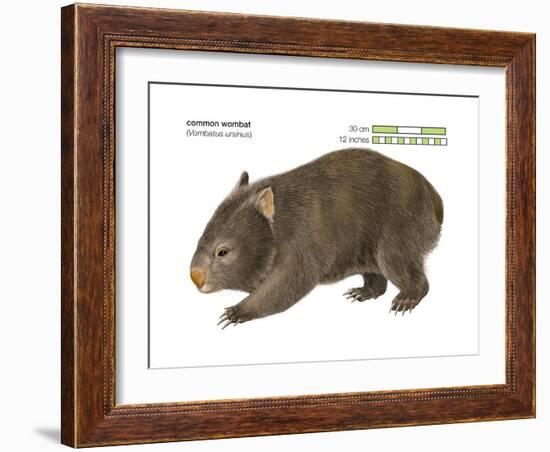 Common Wombat Phascolomis, or Vombatus Ursinus-Encyclopaedia Britannica-Framed Art Print