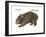 Common Wombat Phascolomis, or Vombatus Ursinus-Encyclopaedia Britannica-Framed Art Print