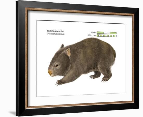 Common Wombat Phascolomis, or Vombatus Ursinus-Encyclopaedia Britannica-Framed Art Print