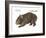 Common Wombat Phascolomis, or Vombatus Ursinus-Encyclopaedia Britannica-Framed Art Print