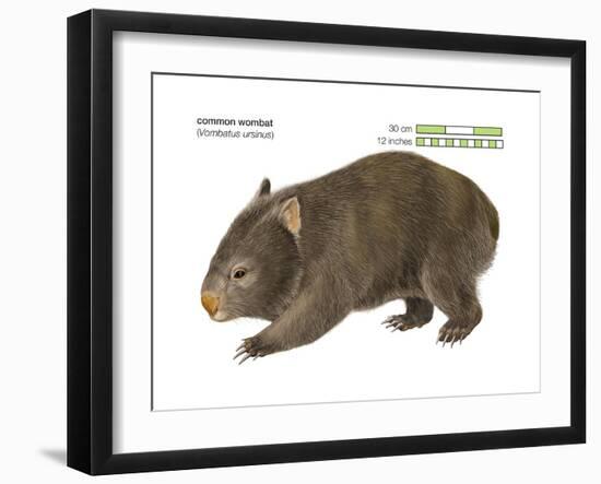 Common Wombat Phascolomis, or Vombatus Ursinus-Encyclopaedia Britannica-Framed Art Print