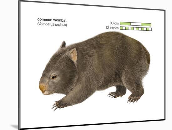 Common Wombat Phascolomis, or Vombatus Ursinus-Encyclopaedia Britannica-Mounted Art Print