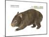 Common Wombat Phascolomis, or Vombatus Ursinus-Encyclopaedia Britannica-Mounted Art Print