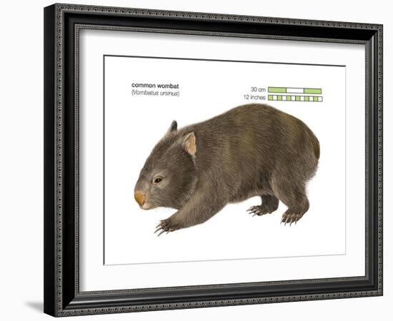 Common Wombat Phascolomis, or Vombatus Ursinus-Encyclopaedia Britannica-Framed Art Print