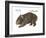 Common Wombat Phascolomis, or Vombatus Ursinus-Encyclopaedia Britannica-Framed Art Print