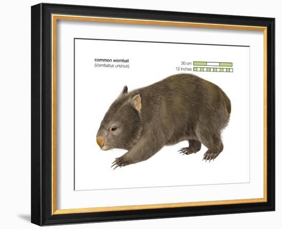 Common Wombat Phascolomis, or Vombatus Ursinus-Encyclopaedia Britannica-Framed Art Print