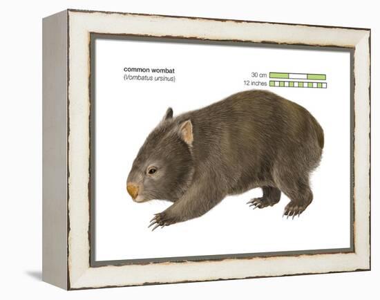 Common Wombat Phascolomis, or Vombatus Ursinus-Encyclopaedia Britannica-Framed Stretched Canvas