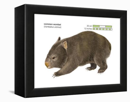Common Wombat Phascolomis, or Vombatus Ursinus-Encyclopaedia Britannica-Framed Stretched Canvas