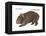 Common Wombat Phascolomis, or Vombatus Ursinus-Encyclopaedia Britannica-Framed Stretched Canvas