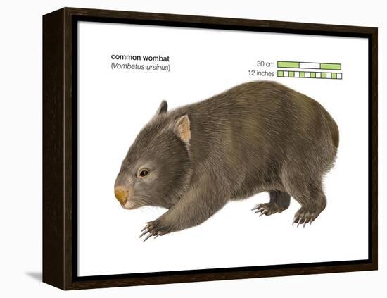 Common Wombat Phascolomis, or Vombatus Ursinus-Encyclopaedia Britannica-Framed Stretched Canvas