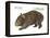 Common Wombat Phascolomis, or Vombatus Ursinus-Encyclopaedia Britannica-Framed Stretched Canvas